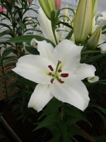 [5324 Moscow VWS No01.JPG]